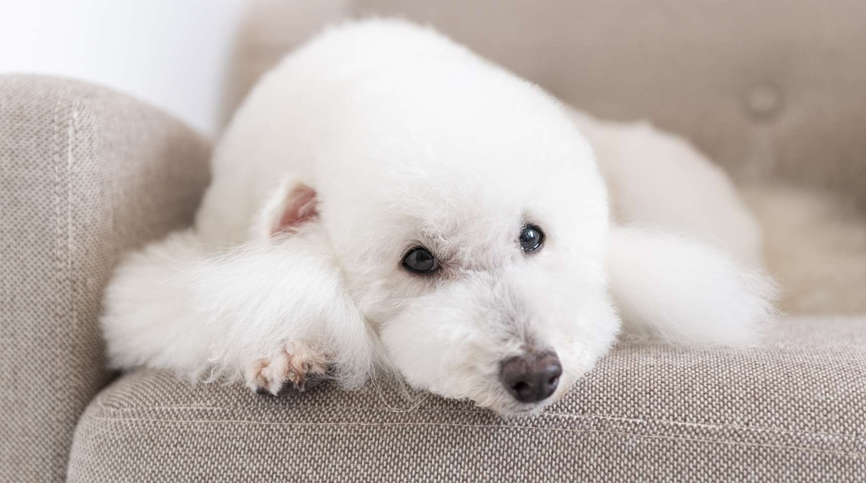 ニコニコ笑う犬